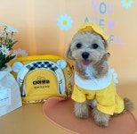 디어코코 강아지유치원&애견호텔