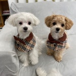 디어코코 강아지유치원&애견호텔