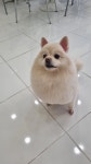 강아지살롱