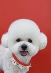 안나펫살롱