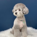 영심이살롱 곰곰이호텔