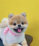 안나펫살롱