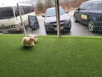 들어오시개 애견호텔&애견유치원