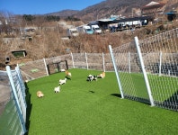 들어오시개 애견호텔&애견유치원