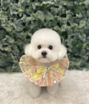 퍼피블랑