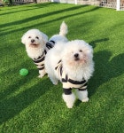 들어오시개