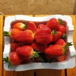 송촌호반딸기체험농장