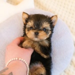 바나개 강아지고양이 마포점