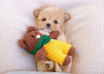 바나개 강아지고양이 마포점