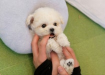 바나개 강아지고양이 마포점