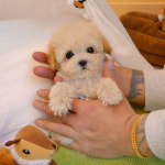 바나개 강아지고양이 마포점