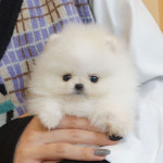 바나개 강아지고양이 마포점