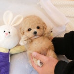 바나개 강아지고양이 마포점