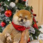 바나개 강아지고양이 마포점