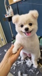 강아지살롱