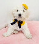 명품 애견 유치원호텔