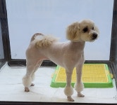 순독