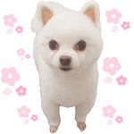 뽀삐애견샵