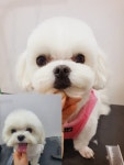 뽀삐애견샵