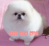 정읍발리켄넬