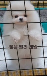 정읍발리켄넬