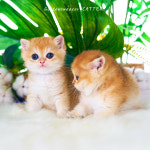 골든스웨터 캐터리 일산본점