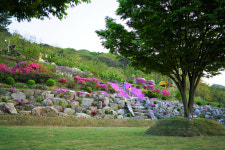마로니에숲캠핑장