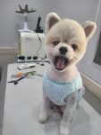 스타도그