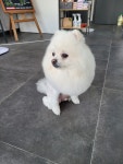 스타도그
