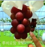 포도 형제농장