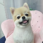 강아지 이발소