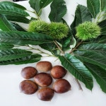 밤따뽕따현주농장