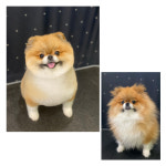마이티그루밍 약수점