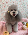 마이티그루밍 약수점