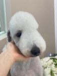 마이티그루밍 약수점