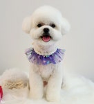 흰둥이검둥이꾸미는날