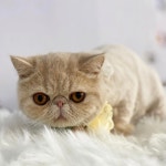 마이티그루밍 약수점