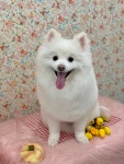 마이티그루밍 약수점