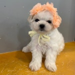 야옹아멍멍해봐 강아지고양이 청주동남점