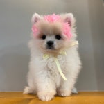 야옹아멍멍해봐 강아지고양이 청주동남점