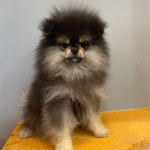 야옹아멍멍해봐 강아지고양이 청주동남점