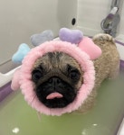 마이티그루밍 약수점