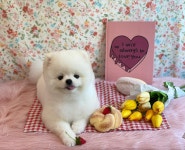 마이티그루밍 약수점