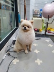 어서오시개