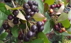 고창상희복분자농장