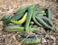 고창상희복분자농장