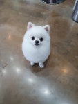 어서오시개