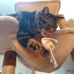 늘조은동물병원