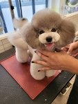 더스마일독