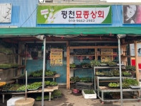 평천모종시장